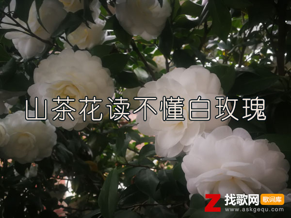 山茶花读不懂白玫瑰是什么歌，《山茶花读不懂白玫瑰》歌曲介绍