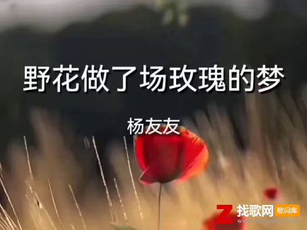 野花做了场玫瑰花的梦歌词（杨友友演唱歌曲）