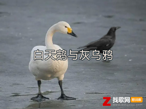 白天鹅与灰乌鸦