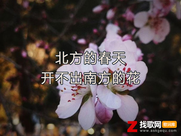 北方的春天开不出南方的花歌词（耳朵便利店演唱歌曲）