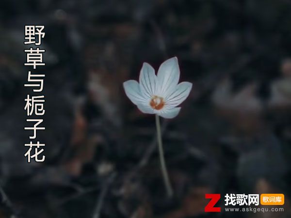 枯萎的野草怎配得上栀子花是什么歌，《野草与栀子花》歌曲介绍